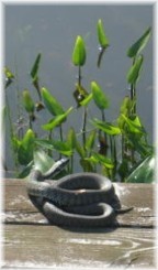 Schlange etc. 006.jpg