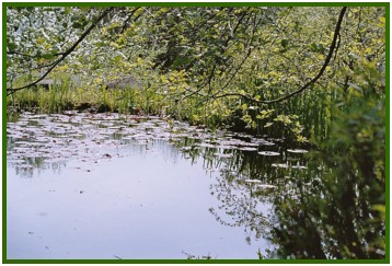 Spiegelteich.jpg